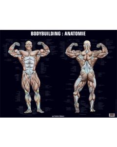 Poster Bodybuilding : Anatomie.