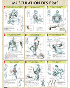 Poster : Musculation des bras