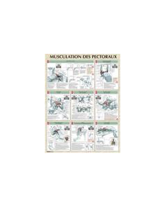Poster : Musculation des pectoraux